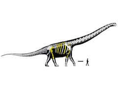 Scientists Dig Up Southeast Asia's 90-Foot Long Dinosaur In Thailand