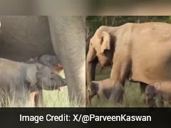 Watch: Mother Elephant With Her Rare Twin Calves Spotted In Jim Corbett Park