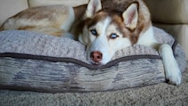 Viral Post Questions Keeping Huskies In India's 45 Degrees Heat: 