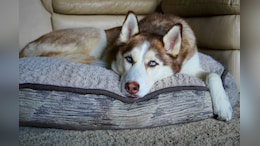 Viral Post Questions Keeping Huskies In India's 45 Degrees Heat: "If You Love Dogs, Adopt A Stray"