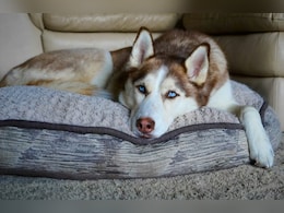Viral Post Questions Keeping Huskies In India's 45 Degrees Heat: "If You Love Dogs, Adopt A Stray"