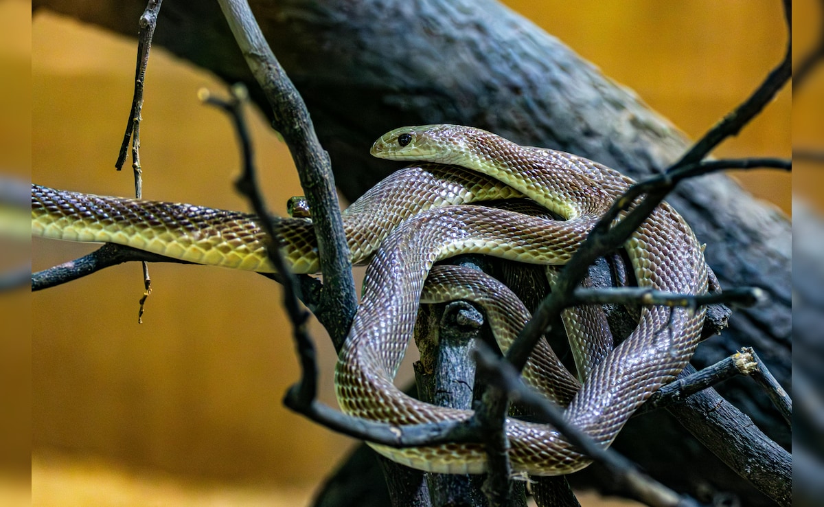 Snake village of India: ऐसा गांव, जहां कोबरा आराम से घूमते हैं