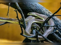 Snake village of India: ऐसा गांव, जहां कोबरा आराम से घूमते हैं