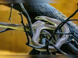 Snake village of India: ऐसा गांव, जहां कोबरा आराम से घूमते हैं