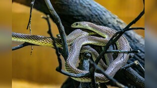 Snake village of India: ऐसा गांव, जहां कोबरा आराम से घूमते हैं