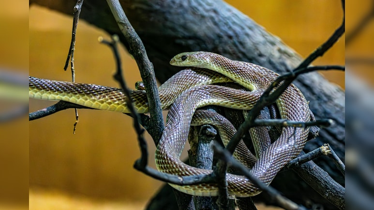 Snake village of India: ऐसा गांव, जहां कोबरा आराम से घूमते हैं