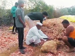 Solapur News : 4 महिने शेतात राबले अन् हाती आले 400 रुपये; सोलापुरातील बळीराजाच्या संयमाचा बांध तुटला