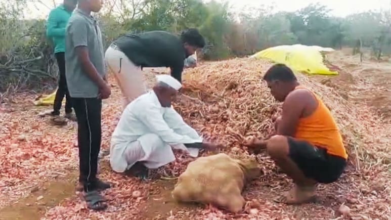 Solapur News : 4 महिने शेतात राबले अन् हाती आले 400 रुपये; सोलापुरातील बळीराजाच्या संयमाचा बांध तुटला