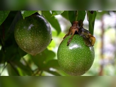 100 रुपए प्रति पीस वाला फल! अब बिहार में उगाकर भी हो सकती है कमाई, सांसद ने दिखाया रास्ता