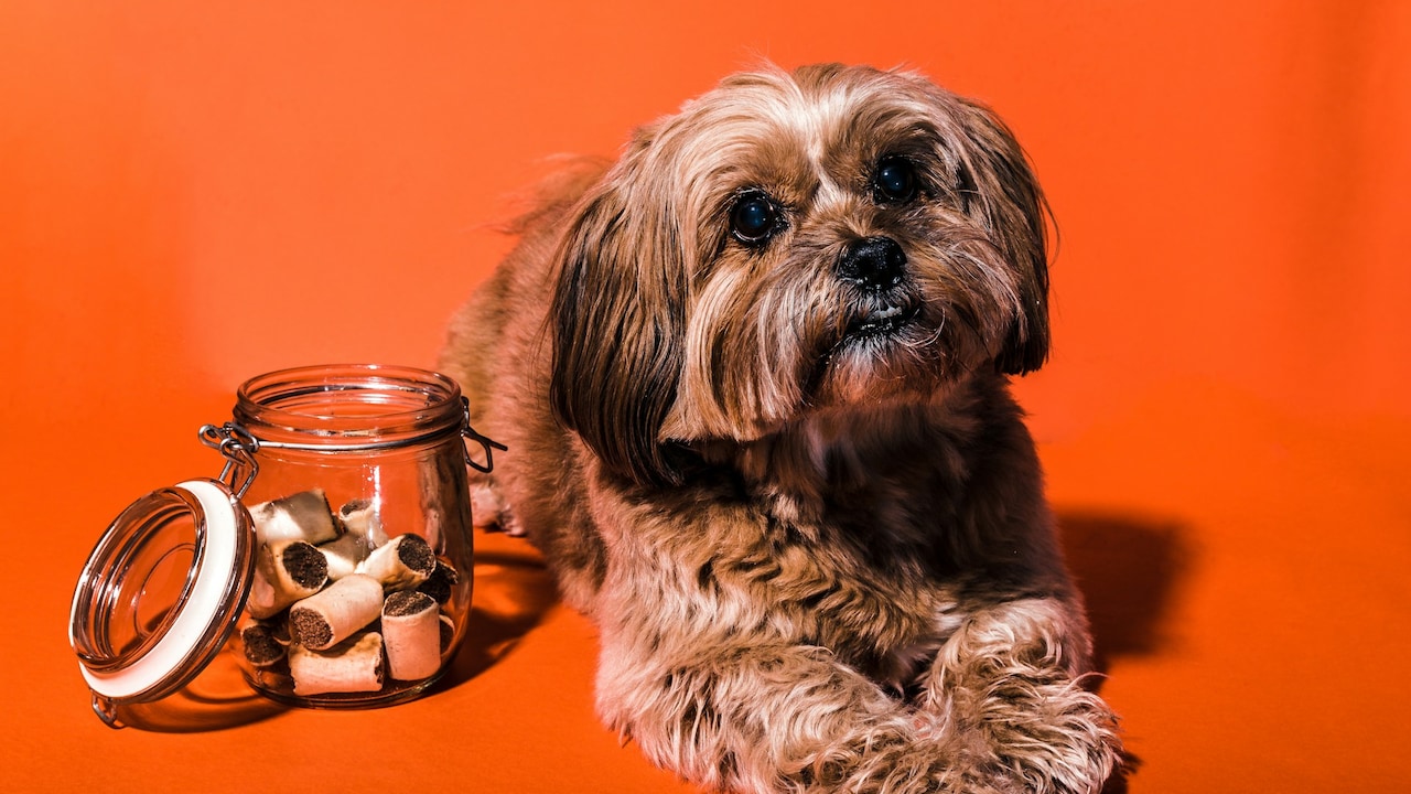 Delicious dog treats that surprise them with health benefits Delicious dog treats that surprise them with health benefits