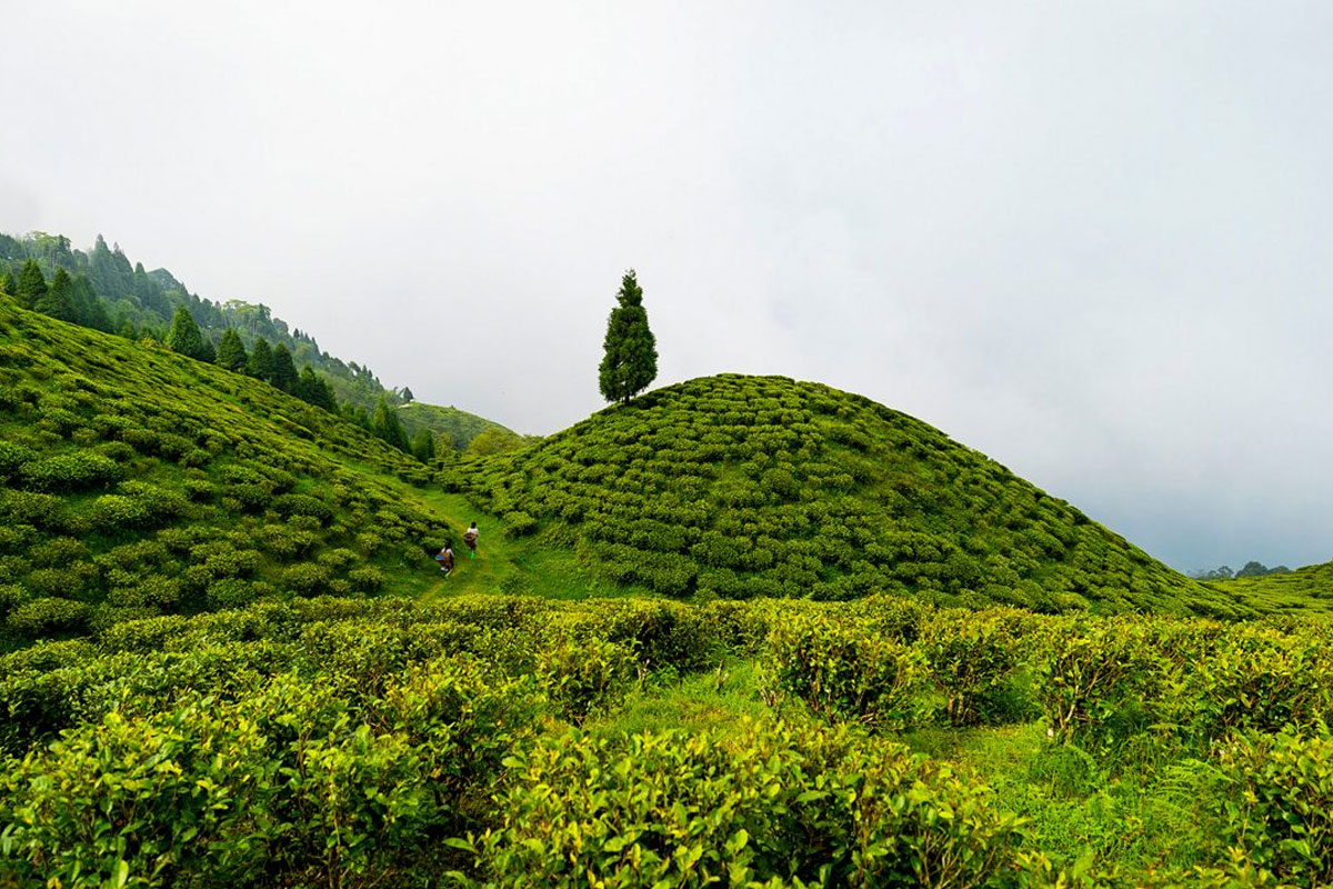 Darjeeling's Happy Valley Tea Estate: History, Views and Local Stories