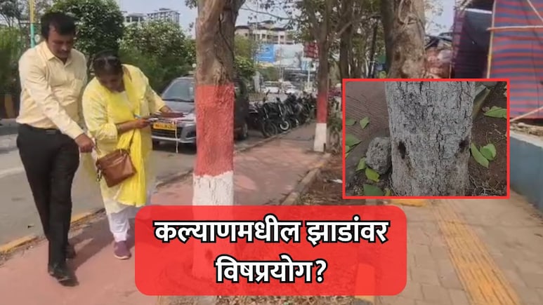 Kalyan News: कल्याणमधील झाडांवर विषप्रयोगाचा संशय, छिद्र करून विषारी रसायन भरलं?