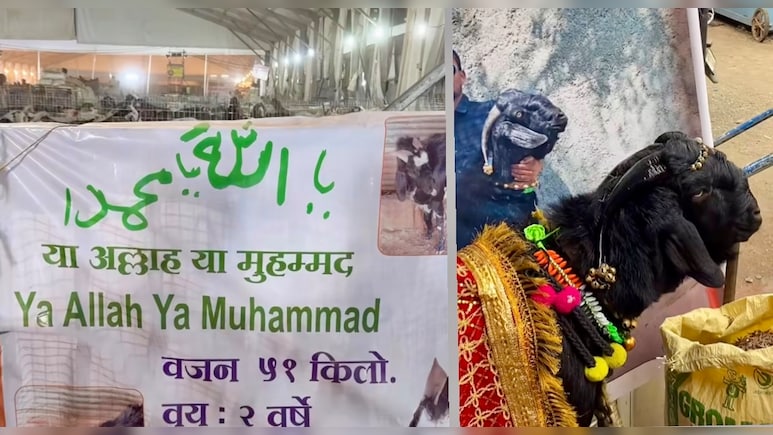 Rs 51 Lakh To Rs 4 Crore! Bakra Prices Soar Ahead Of Eid al-Adha, Videos Go Viral