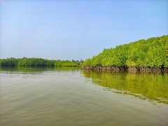 8 Lesser-Known Mangrove Forests in India That Deserve to Be on Your Radar