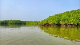 8 Lesser-Known Mangrove Forests in India That Deserve to Be on Your Radar