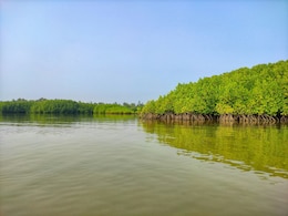 8 Lesser-Known Mangrove Forests in India That Deserve to Be on Your Radar