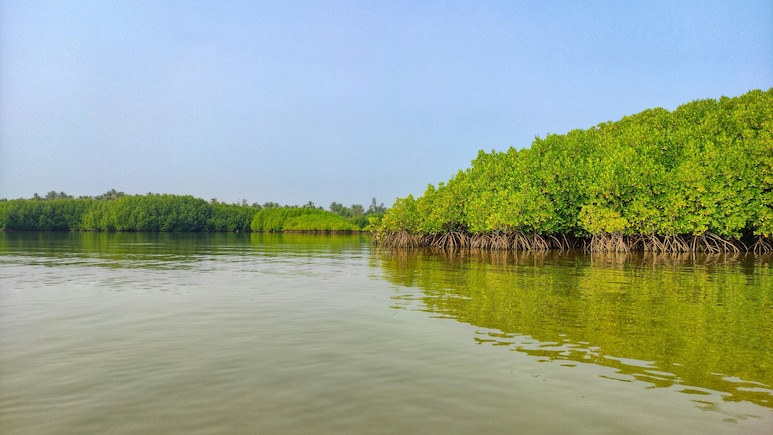 8 Lesser-Known Mangrove Forests in India That Deserve to Be on Your Radar