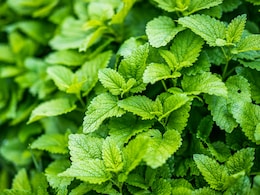Mint Leaves Benefits: पाचन से लेकर सांसों की बदबू तक, पुदीने की पत्तियां शरीर को दे सकती हैं ये 10 फायदे