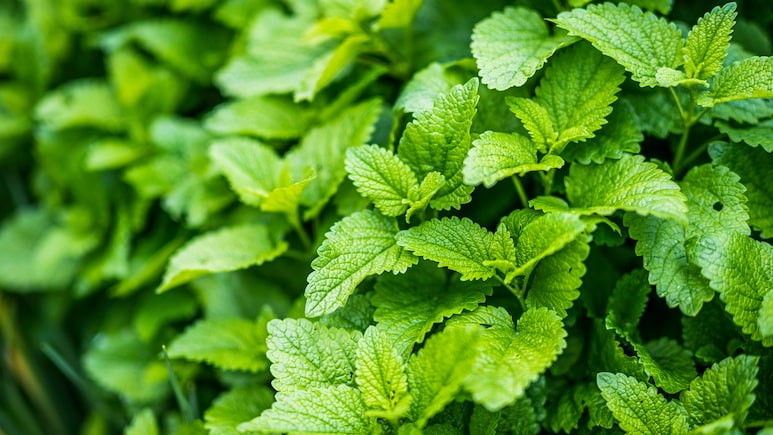 Mint Leaves Benefits: पाचन से लेकर सांसों की बदबू तक, पुदीने की पत्तियां शरीर को दे सकती हैं ये 10 फायदे