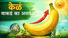 Banana Shape Mystery : केळं वाकडं का असतं? थेट सूर्याशी आहे संबंध...; वैज्ञानिक कारण वाचून हैराण व्हाल!