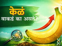 Banana Shape Mystery : केळं वाकडं का असतं? कधी विचार केलाय का? वैज्ञानिक कारण वाचून हैराण व्हाल!
