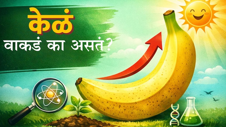 Banana Shape Mystery : केळं वाकडं का असतं? कधी विचार केलाय का? वैज्ञानिक कारण वाचून हैराण व्हाल!