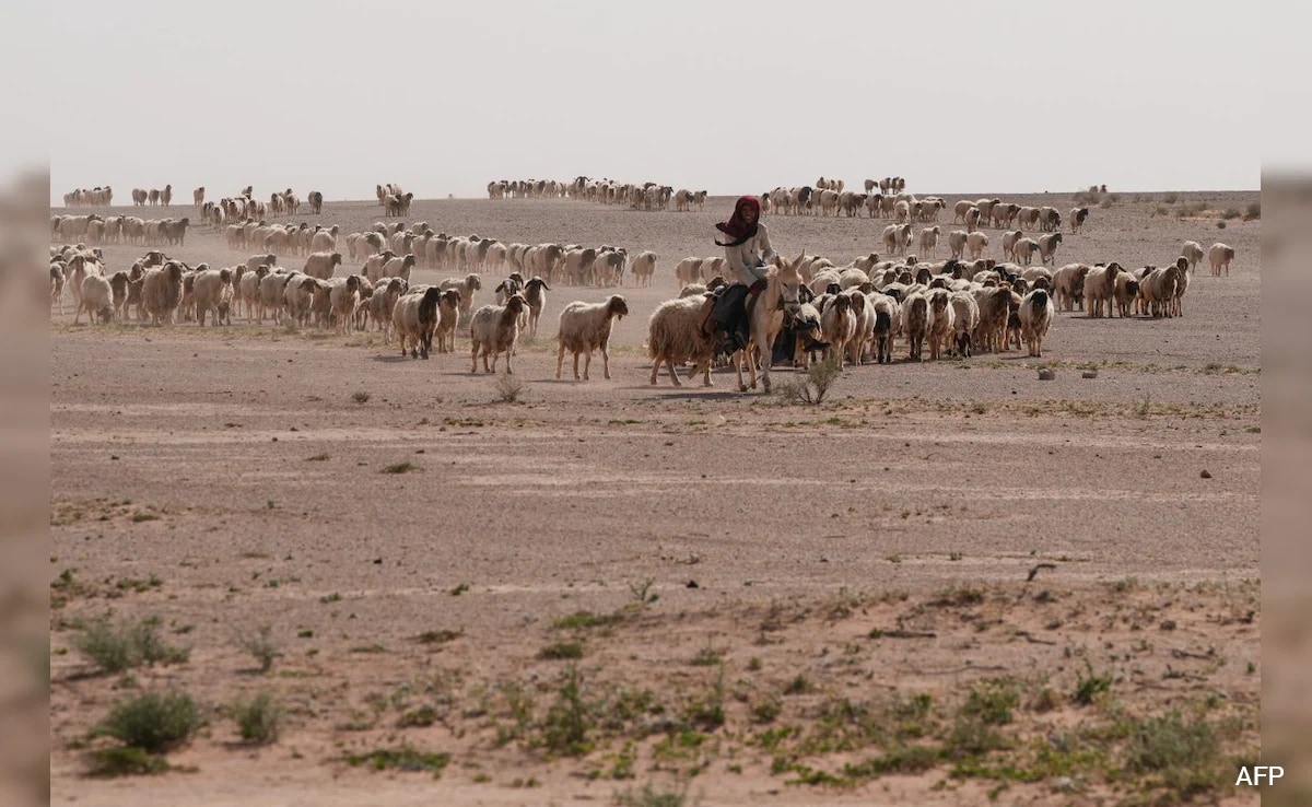 How A Shepherd Uncovered Two Israeli Outposts In Iraq Before Being Killed
