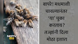 Honey Bee Attack: सावधान! मधमाश्यांच्या हल्ल्यानंतर करू नका ही चूक, शरीरात वेगाने पसरले विष; वाचा योग्य उपाय
