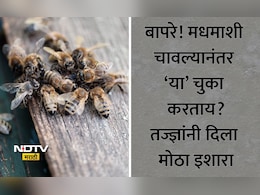 Honey Bee Attack: सावधान! मधमाश्यांच्या हल्ल्यानंतर करू नका ही चूक, शरीरात वेगाने पसरले विष; वाचा योग्य उपाय