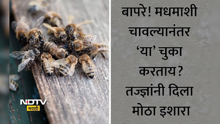 Honey Bee Attack: सावधान! मधमाश्यांच्या हल्ल्यानंतर करू नका ही चूक, शरीरात वेगाने पसरले विष; वाचा योग्य उपाय