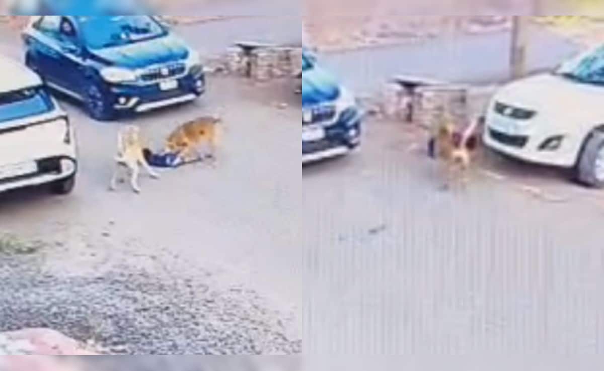 On Camera: Stray Dog Attacks, Drags Child For 30 Metres In Karnataka's Vijayapura