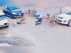 On Camera: Stray Dog Attacks, Drags Child For 30 Metres In Karnataka's Vijayapura