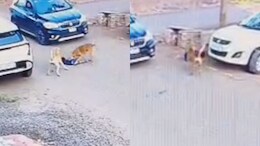On Camera: Stray Dog Attacks, Drags Child For 30 Metres In Karnataka's Vijayapura