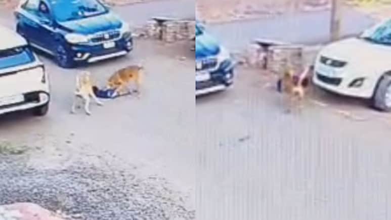 On Camera: Stray Dog Attacks, Drags Child For 30 Metres In Karnataka's Vijayapura