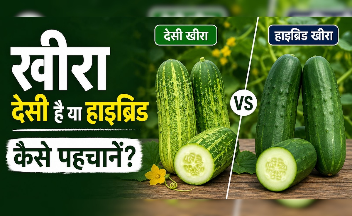 देसी और हाइब्रिड खीरे में क्या फर्क है? ऐसे करें पहचान, किसान ने बताए आसान तरीके — WellsTrack