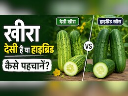देसी और हाइब्रिड खीरे में क्या फर्क है? ऐसे करें पहचान, किसान ने बताए आसान तरीके