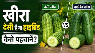 देसी और हाइब्रिड खीरे में क्या फर्क है? ऐसे करें पहचान, किसान ने बताए आसान तरीके