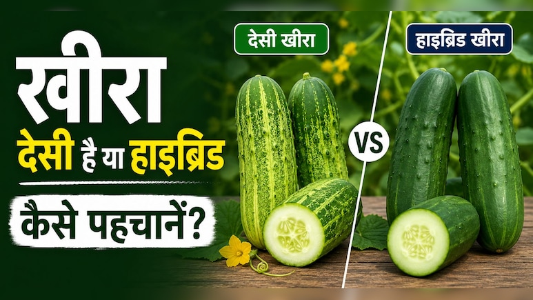 देसी और हाइब्रिड खीरे में क्या फर्क है? ऐसे करें पहचान, किसान ने बताए आसान तरीके