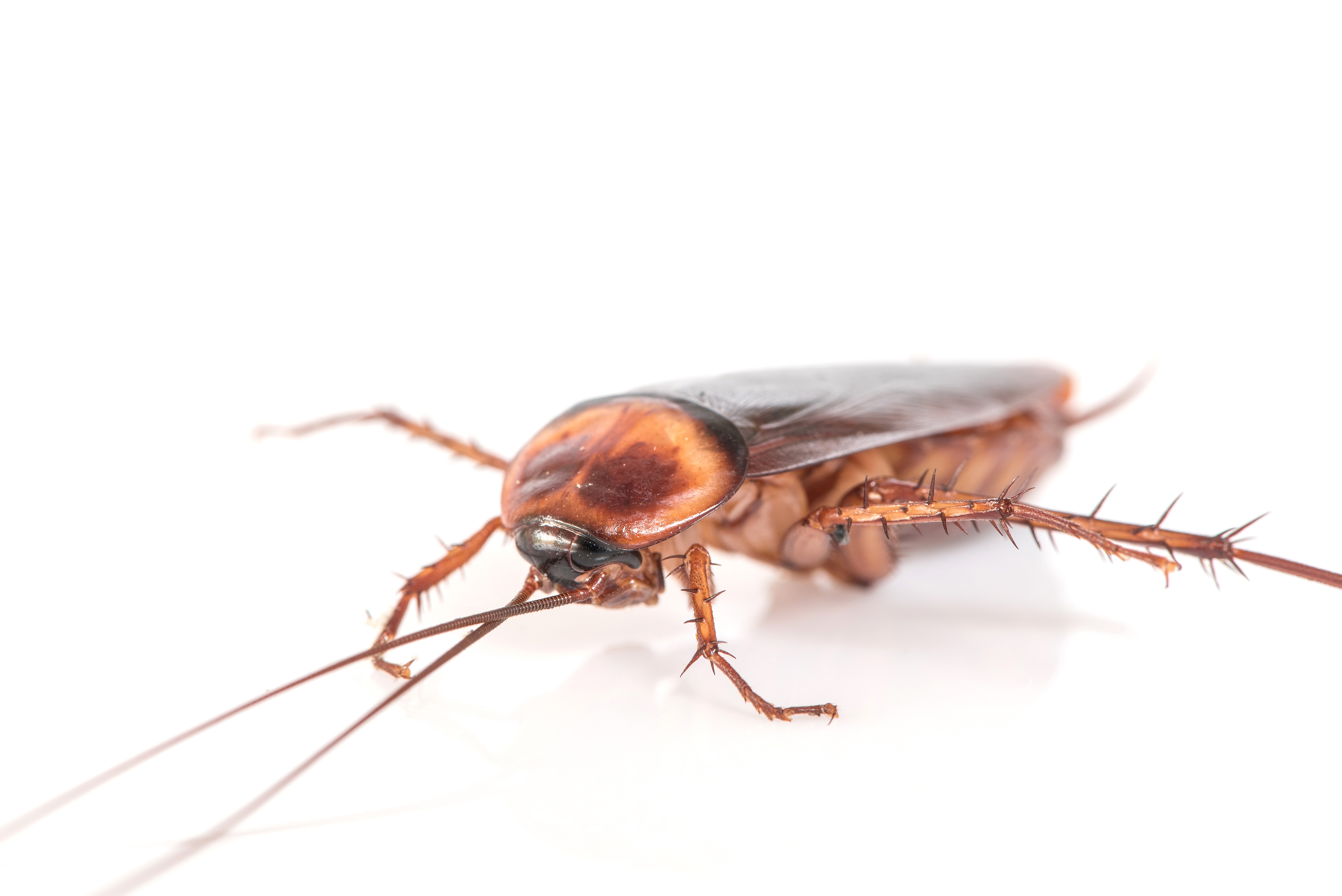 Cockroaches Survived Dinosaurs and Reached India Through Ships, Now Trending After Cockroach Janta Party.