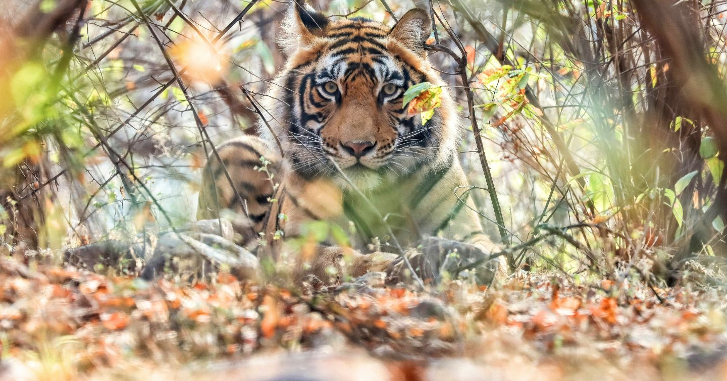 Why Panna National Park Is Best Visited During Summer For A Luxury Wildlife Safari
