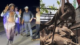 Watch Video: 'मुझको राणाजी माफ करना...' ऊंट तस्करों को गौरक्षकों ने पहनाई साड़ी और कराया डांस, वीडियो वायरल