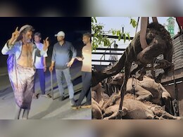 Watch Video: 'मुझको राणाजी माफ करना...' ऊंट तस्करों को गौरक्षकों ने पहनाई साड़ी और कराया डांस, वीडियो वायरल