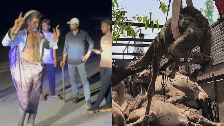 Watch Video: 'मुझको राणाजी माफ करना...' ऊंट तस्करों को गौरक्षकों ने पहनाई साड़ी और कराया डांस, वीडियो वायरल