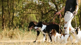 New York Techie Earns Rs 5.72 Lakh Per Month Walking Dogs As Side Hustle