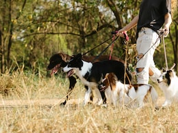 New York Techie Earns Rs 5.72 Lakh Per Month Walking Dogs As Side Hustle