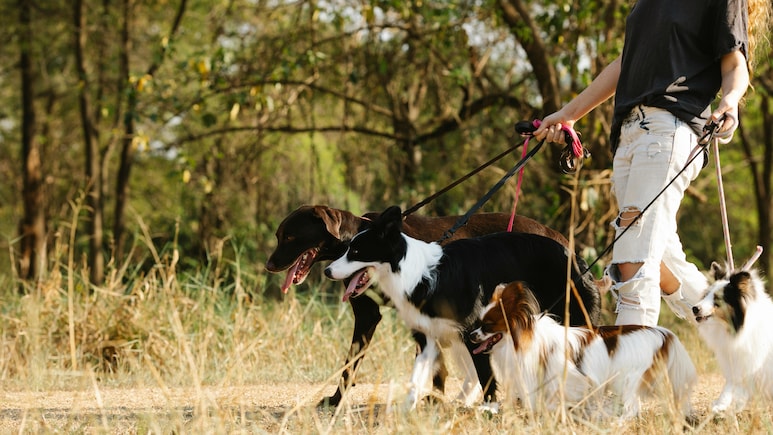 New York Techie Earns Rs 5.72 Lakh Per Month Walking Dogs As Side Hustle
