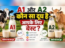 A1 और A2 दूध में क्या अंतर है, क्यों मिलता है A2-Milk महंगा? जानें कौन-सा दूध सबसे ज्यादा पौष्टिक