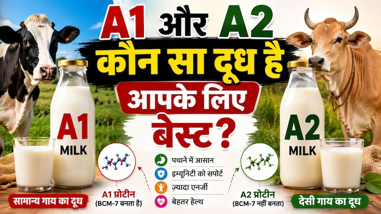 A1 और A2 दूध में क्या अंतर है, क्यों मिलता है A2-Milk महंगा? जानें कौन-सा दूध सबसे ज्यादा पौष्टिक