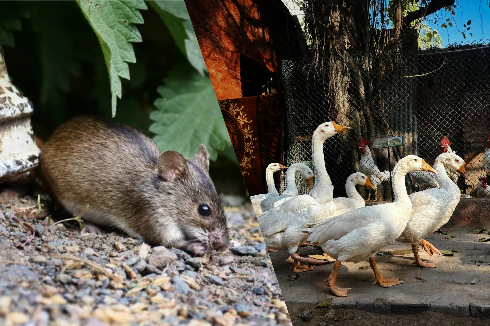 Hantavirus vs Bird Flu: Which Viral Infection Spreads Faster To Humans?