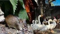 Hantavirus vs Bird Flu: Which Viral Infection Spreads Faster To Humans?